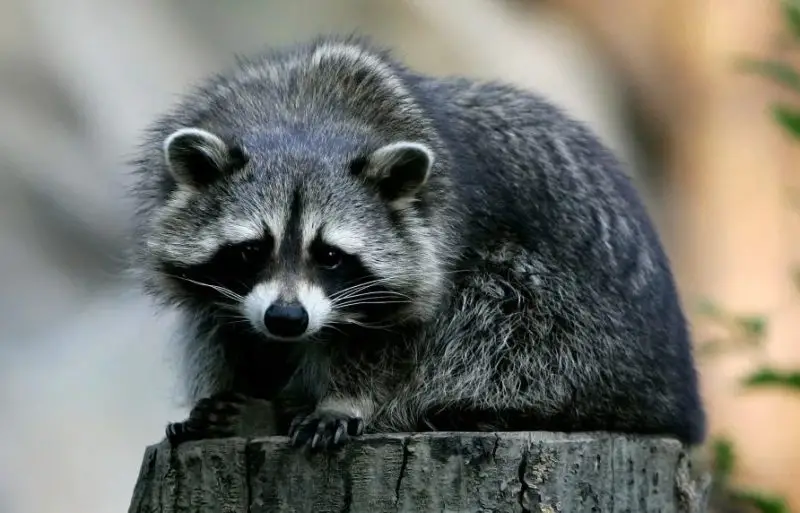Is It Legal to Own a Raccoon in California
