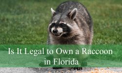 Is It Legal to Own a Raccoon in Florida? Here’s What the Law Says