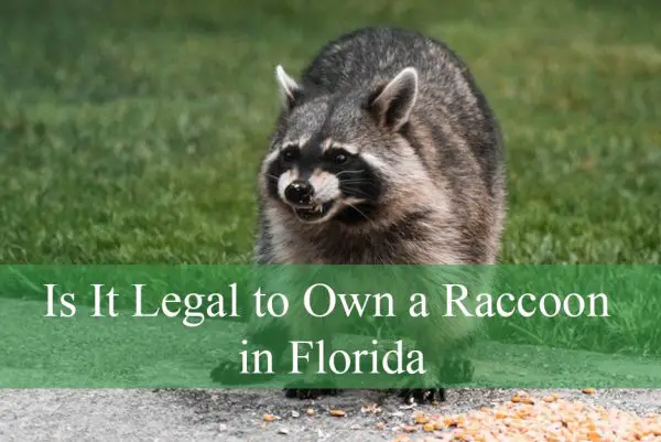 Is It Legal to Own a Raccoon in Florida