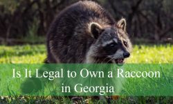 Is It Legal to Own a Raccoon in Georgia or Not?