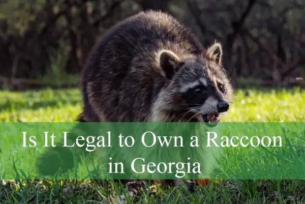 Is It Legal to Own a Raccoon in Georgia