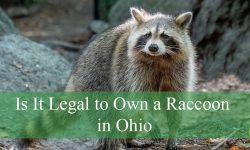 Is It Legal to Own a Raccoon in Ohio as a Pet? Find Out Here
