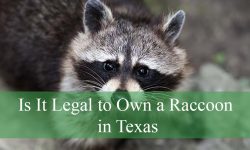 Is It Legal to Own a Raccoon in Texas? Rules, Permits, and Facts