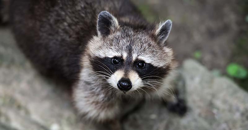 Is It Legal to Own a Raccoon in Texas