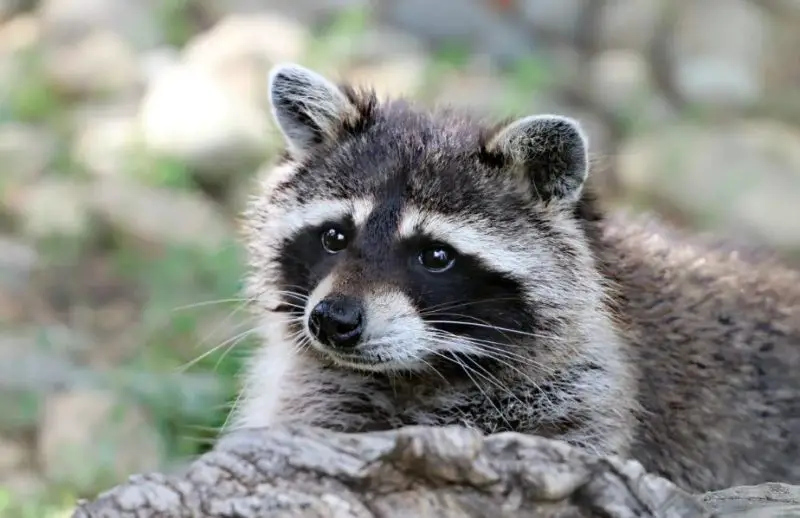 Is It Legal to Own a Raccoon in Virginia
