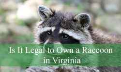 Is It Legal to Own a Raccoon in Virginia? Find Out Here