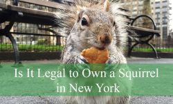 Is It Legal to Own a Squirrel in New York or Could You Get Fined?