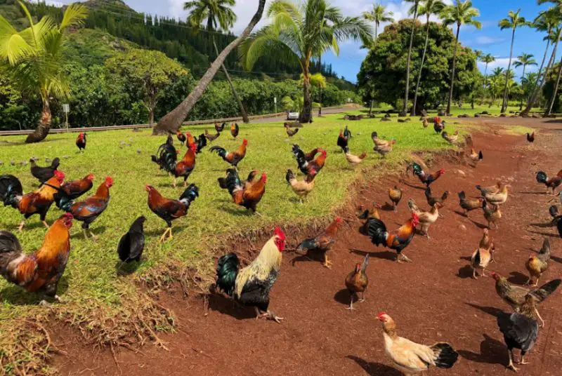 Feral Chickens in Hawaii