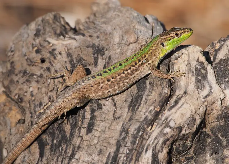 Lizards in Connecticut
