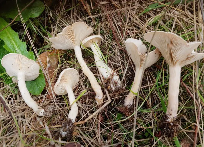 Poisonous Mushrooms in North Carolina