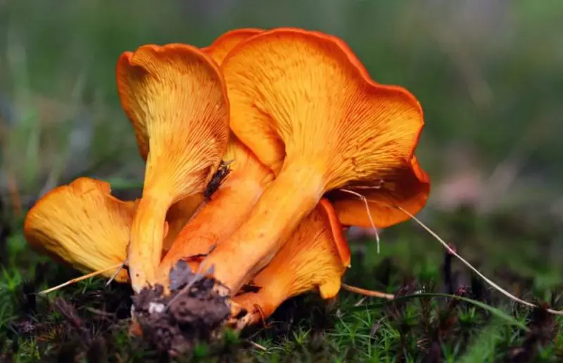 Poisonous Mushrooms in North Carolina