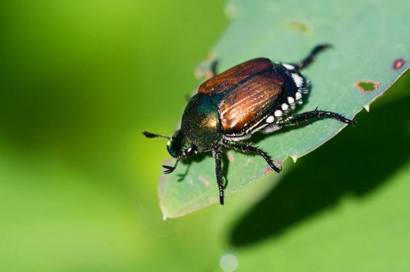 Dangerous or Harmful Bugs in Virginia