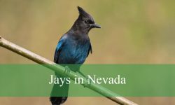 5 Types of Jays in Nevada (With Pictures and Identification)