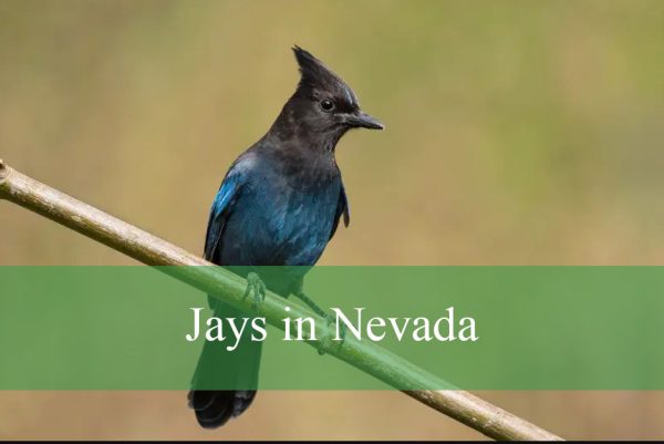 Jays in Nevada