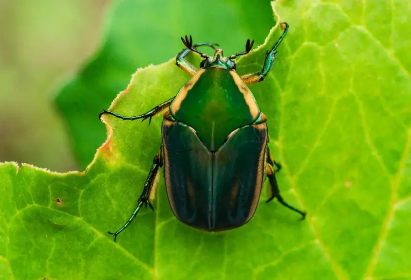 Beetles in Michigan
