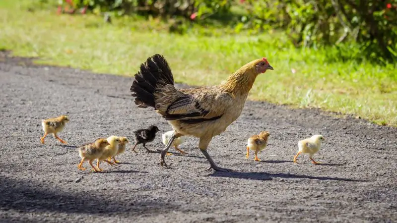 Feral Chickens in Hawaii