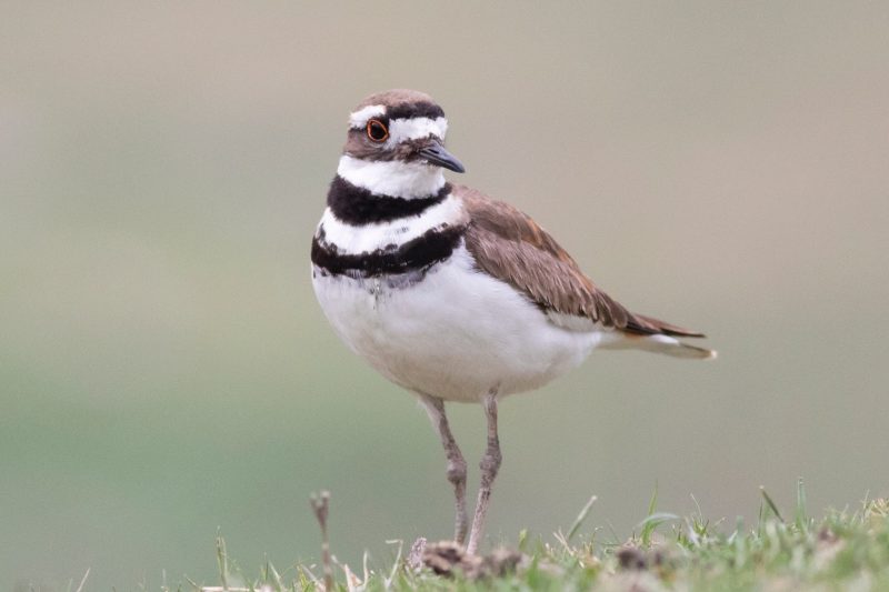 Plovers in Florida