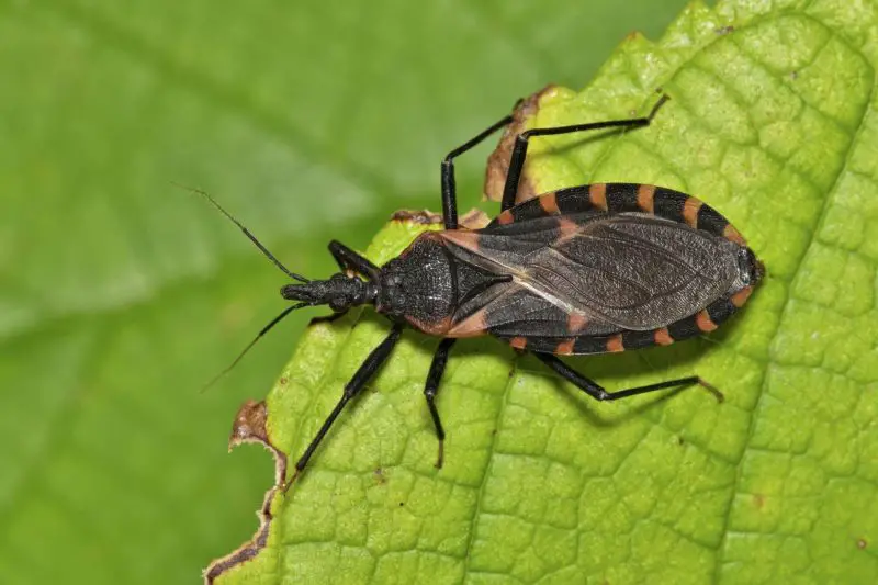 Dangerous Bugs in California