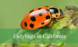 20 Types of Ladybugs in California (With Pictures and Identification)