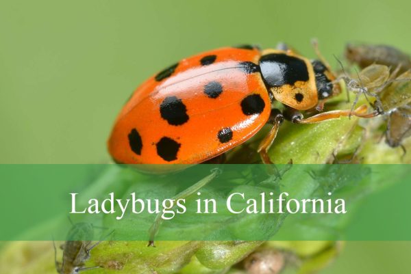 Ladybugs in California