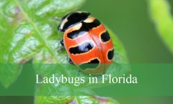 12 Types of Ladybugs in Florida (With Pictures and Identification)