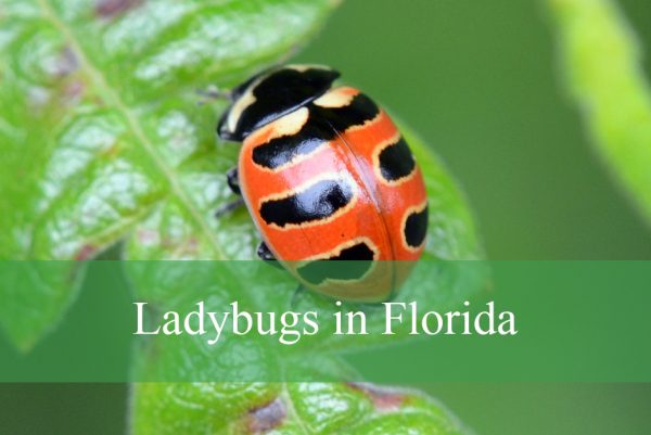 Ladybugs in Florida