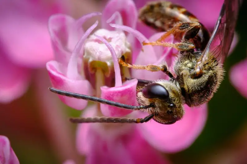 Types of Bees in Florida