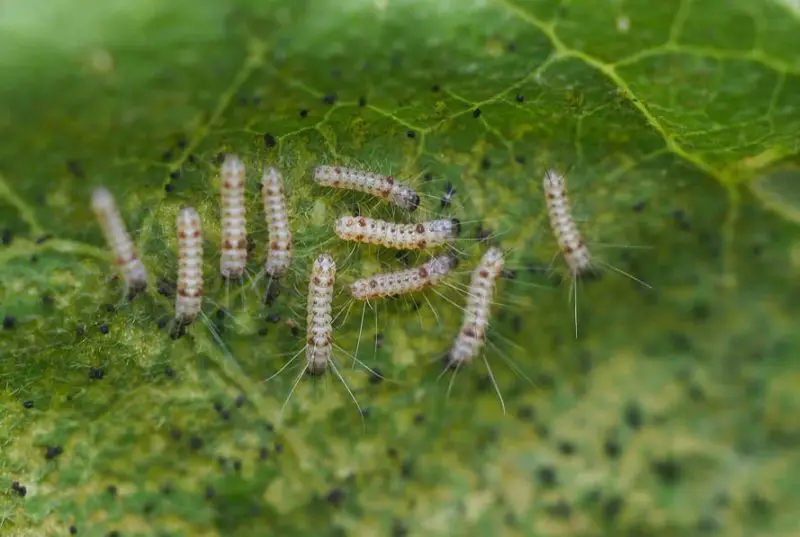 Tiny Bugs in Florida