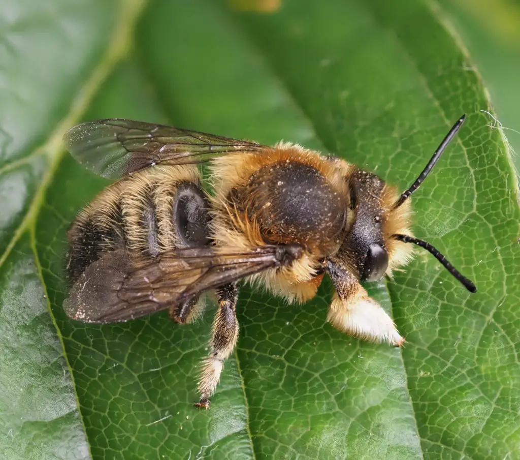 Types of Bees in Florida