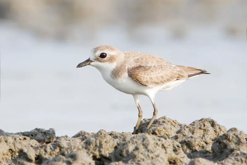Plovers in Florida