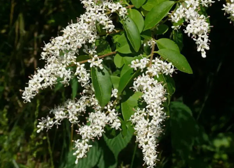Poisonous Plants in Texas