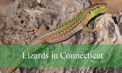 5 Types of Lizards in Connecticut (With Pictures and Identification)
