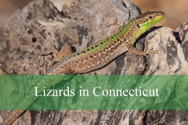 Lizards in Connecticut