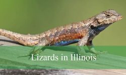 8 Types of Lizards in Illinois (With Pictures and Identification)