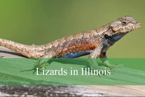Lizards in Illinois