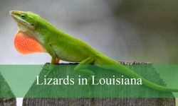 15 Lizards in Louisiana​ (With Pictures and Identification)