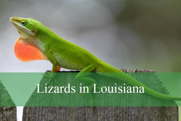 Lizards in Louisiana