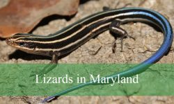 5 Types of Lizards in Maryland (With Pictures and Identification)