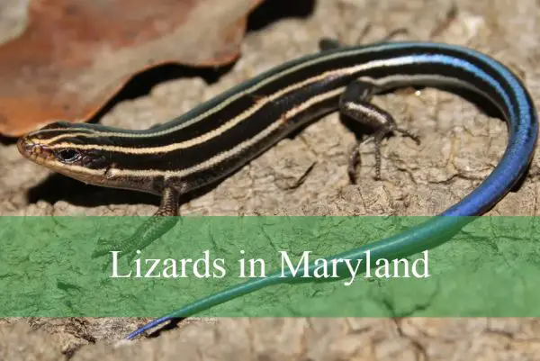 Lizards in Maryland