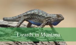 7 Types of Lizards in Montana (With Pictures and Identification)
