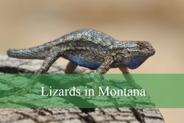 Lizards in Montana