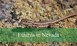 25 Types of Lizards in Nevada (With Pictures and Identification)