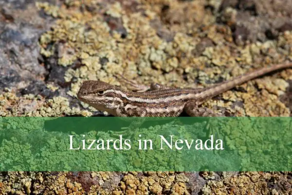 Lizards in Nevada