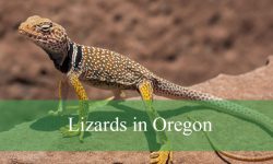 12 Types of Lizards in Oregon (With Pictures and Identification)