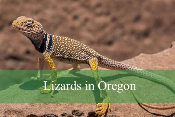 Lizards Found in Oregon