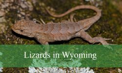 12 Types of Lizards in Wyoming (With Pictures and Identification)