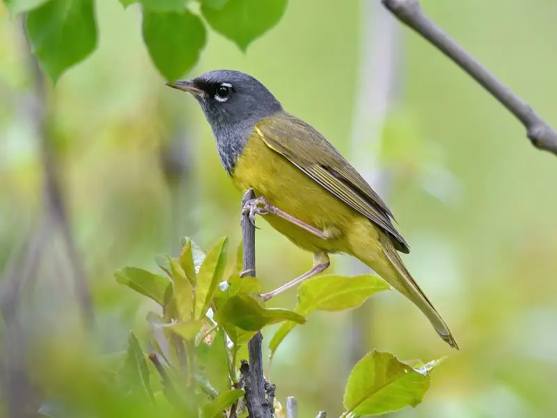 Warblers in Texas