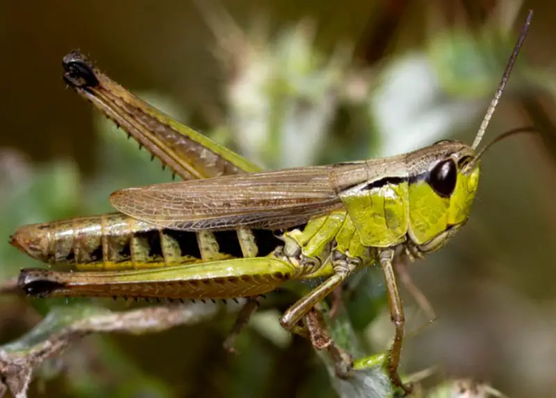 Common Grasshoppers in Arkansas