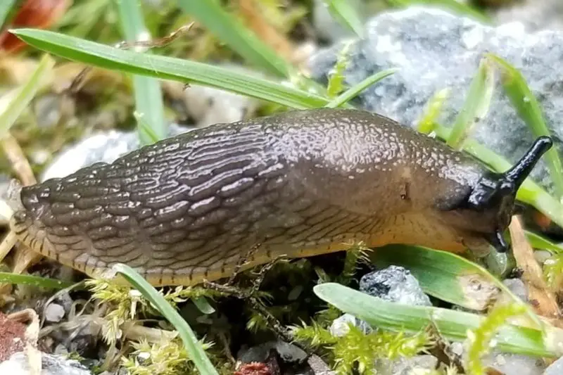 Invasive Snails and Slugs in Hawaiʻi
