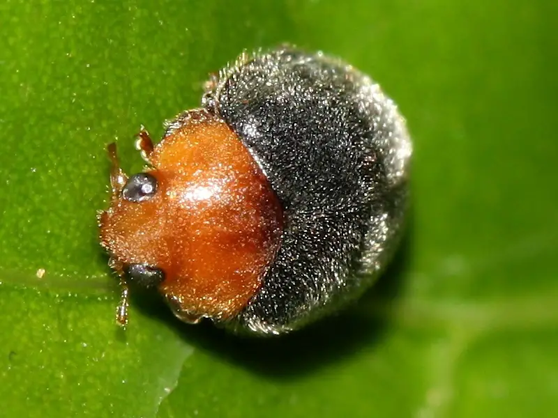 Ladybugs in Florida